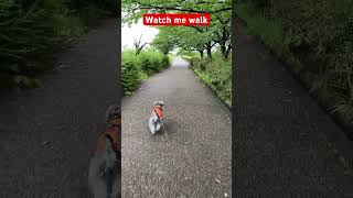 Miniature Schnauzer walking #miniatureschnauzer #puppy #dog #lovedogs