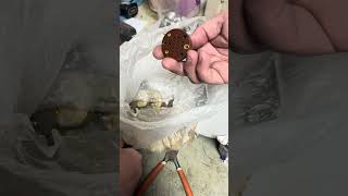 Реле РПС-4,5,7 фактичний вміст і ціна по прайсу#огляд#контент#радиодетали#рекомендации#рек