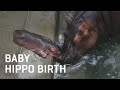 Baby Hippo Birth