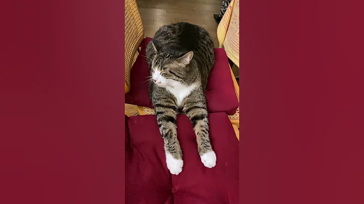 Video 11078731: sphinx cat cute funny, cat sweet love