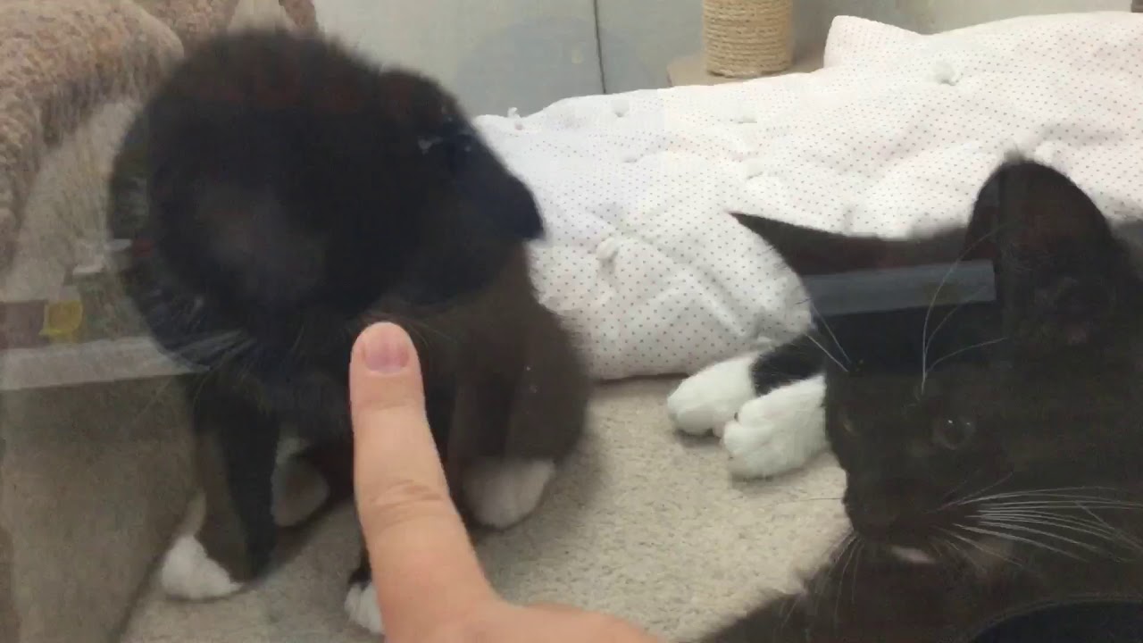 camera iphone 8 plus apk This cat touched my finger! (Cute)