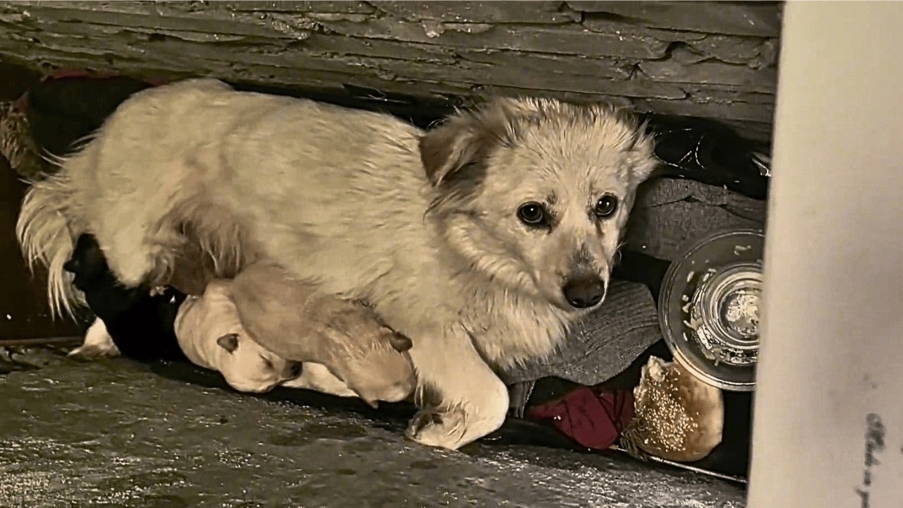 Stray dog mother struggles with her newborn puppies in a wall crack ...