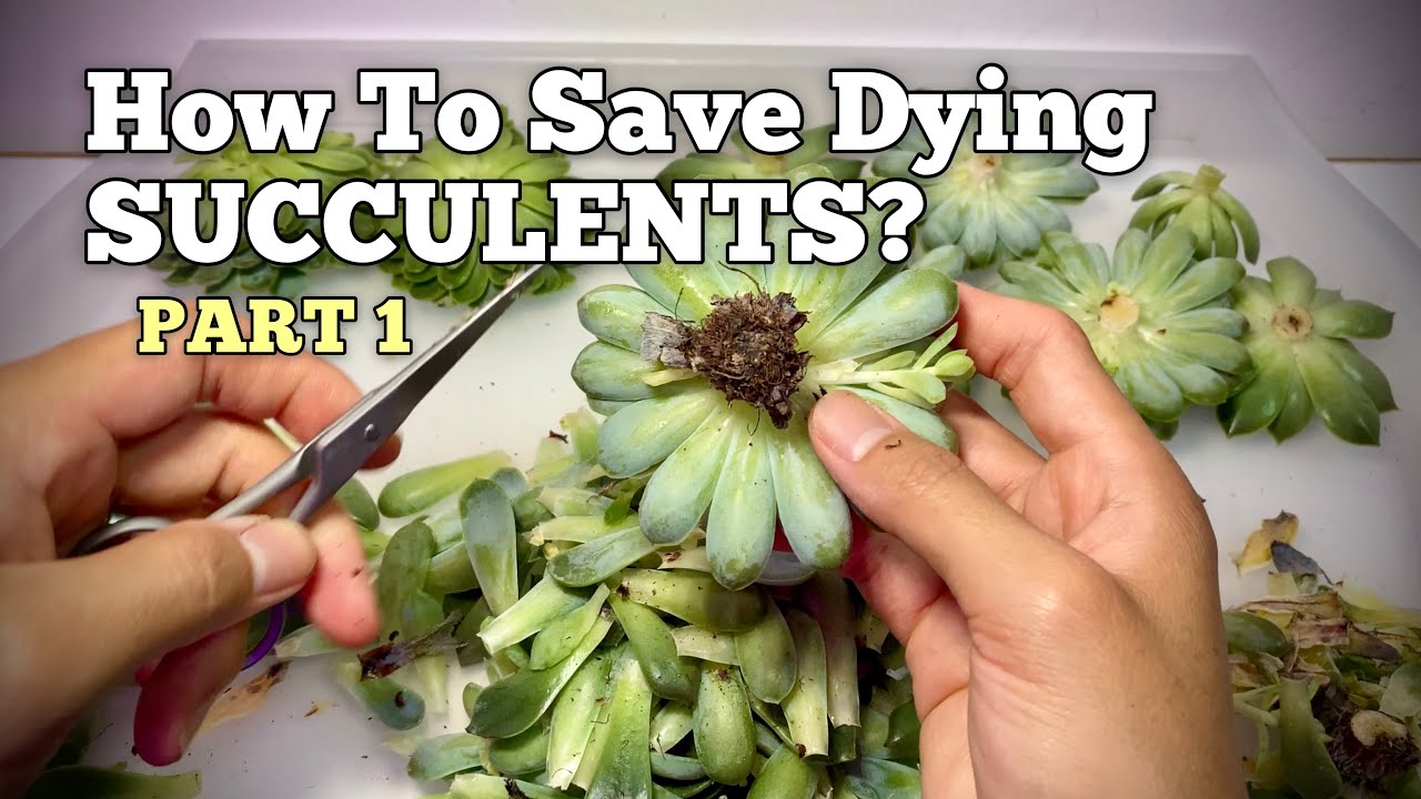 Why is My Succulent Dying? Common Causes and Solutions  planterhoma