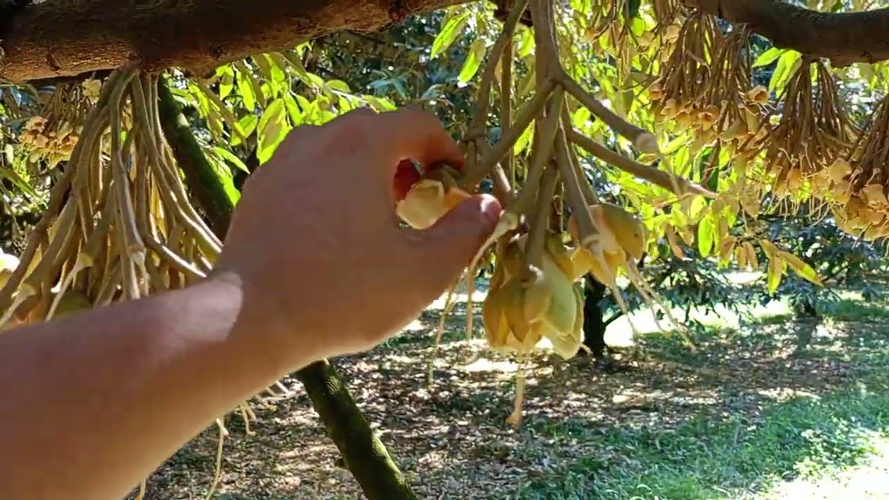 Việc Cần Làm Khi Sầu Riêng Gần Xổ Nhụy !