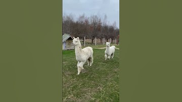 Alpacas Prance Through Backyard || ViralHog