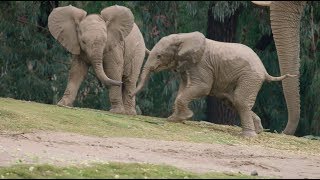 Baby Elephants And Rain Are the Cutest Combo @sdzsafaripark