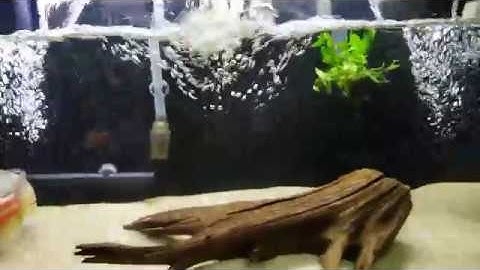 Fluval C4 vs Fluval 306 vs AquaClear 110