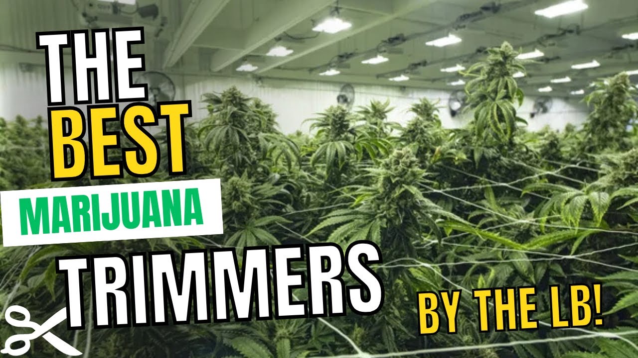 The BEST Marijuana Trimmers by the pound! BEST Cannabis Trimming Machines of 2025!