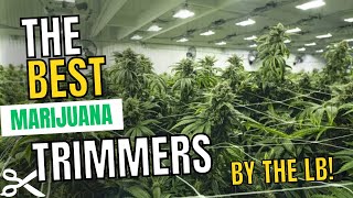 The BEST Marijuana Trimmers by the pound! BEST Cannabis Trimming Machines of 2025!