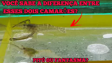 Como alimentar camarão Pitu?