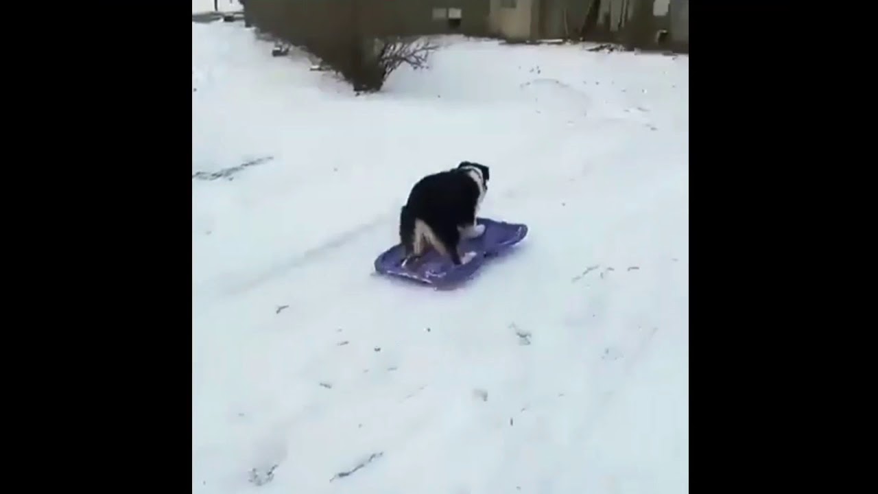Dog Sliding Down A Snowy Hill - YouTube