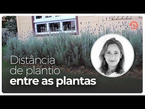 Vídeo: A Que Distância Plantar Groselhas? Qual Deve Ser A Distância Entre Os Arbustos Ao Plantar Groselhas Em Linhas? Distância Da Cerca No Local
