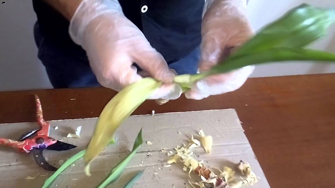 Yucca: come moltiplicarla Come potare il tronchetto della felicità