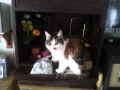 仏壇にのる猫2