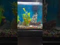 Take a break from scrolling with me and let’s watch some fish