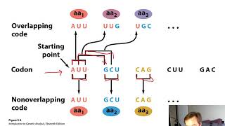 Proteins and their Synthesis (Chapter 9)