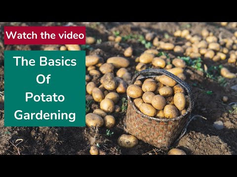 Video: Informācija par savvaļas kartupeļiem - kā matainās kartupeļu īpašības var palīdzēt jūsu kartupeļiem
