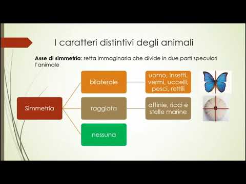 Video: Differenza Tra Simmetria Radiale E Bilaterale