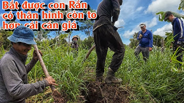 Ở con Rắn thứ 3 dễ bắt nhất, lại to lớn nhất | TGSB #968