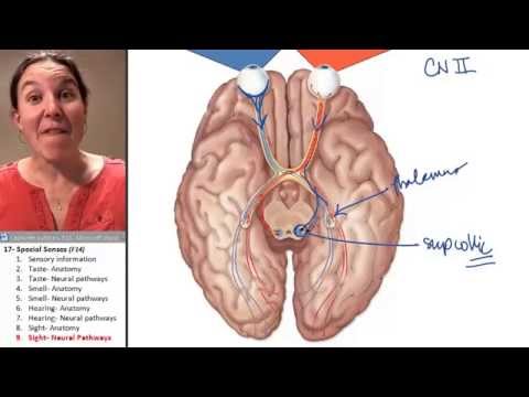 Video: Inferior Colliculus Function, Anatomy & Location - Kroppskart