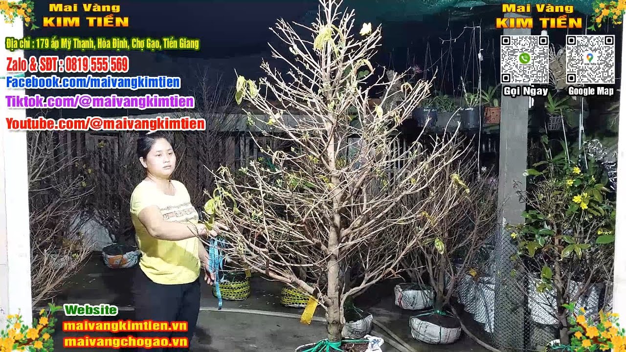 Phôi Mai Thủ Đức Giá Rẻ Bao Ship Bao Sống Toàn Quốc - Mai Vàng Kim Tiền Chợ Gạo