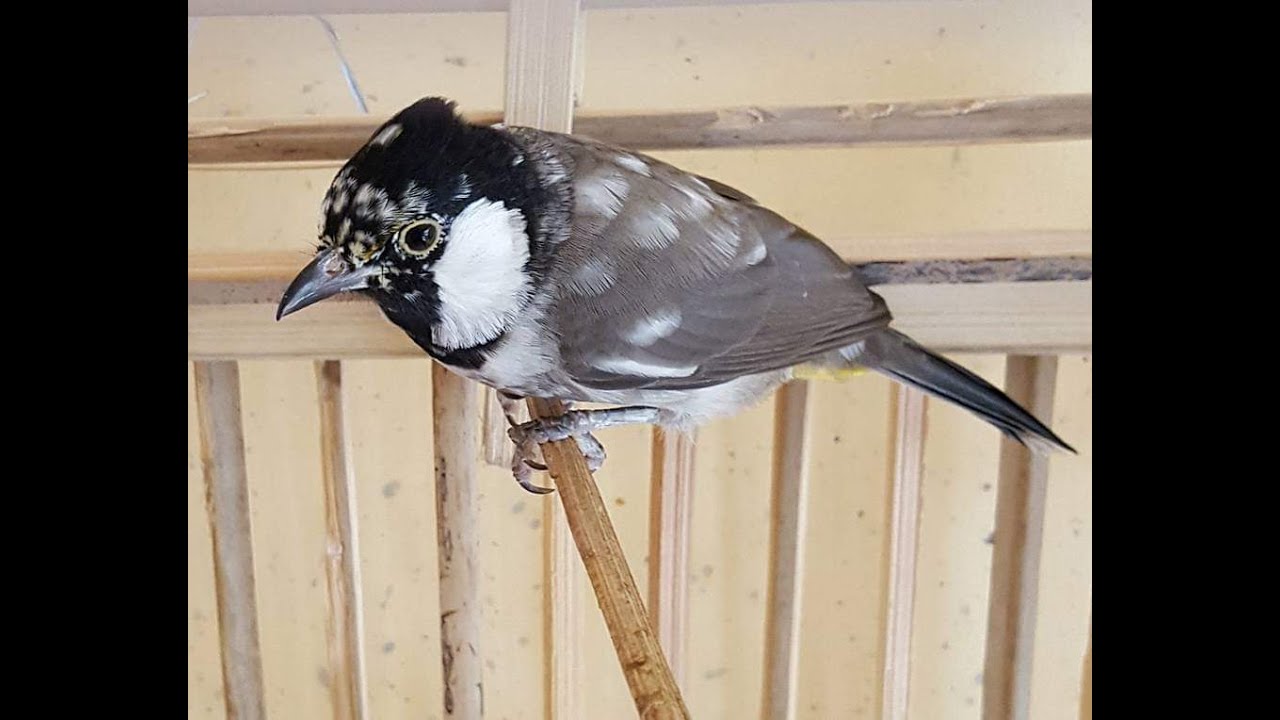 فقرة يوميات ليلية للبلابل🌜أفضل فيتامينات تنفع الريش ؟ علامات نقص الكالسيوم للأفراخ والكبار ؟