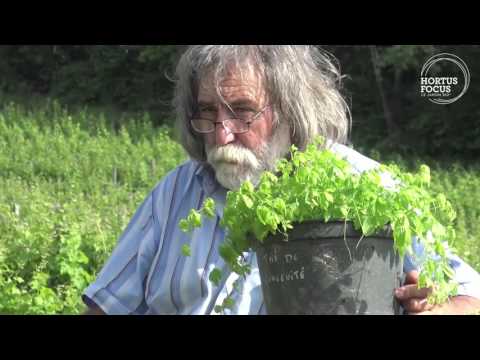 Vidéo: Astragalus - l'herbe de l'immortalité
