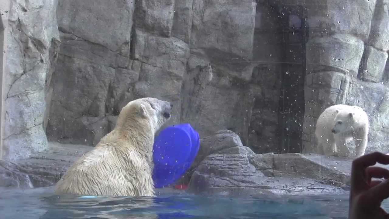 【男鹿水族館GAO】クルミとミルク(165日齢)