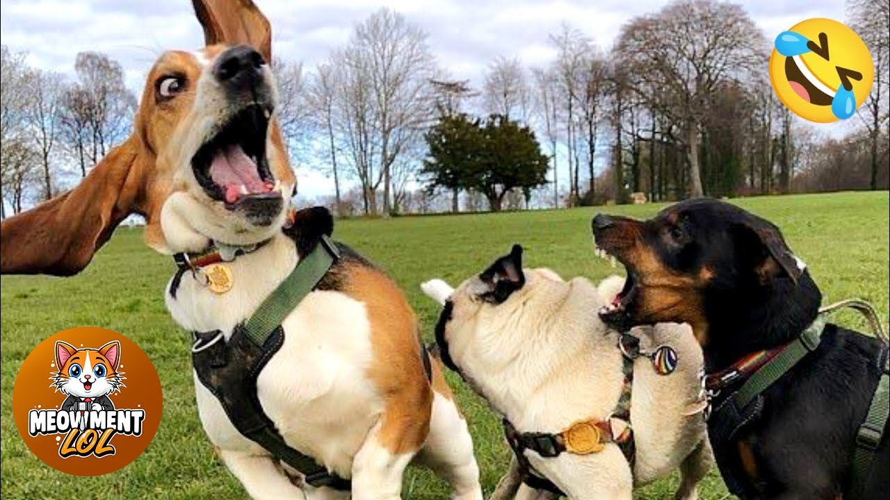 Funniest videos of CATS🐱 and DOGS🐶 #6 | Best funny videos of ANIMALS 🤣2025