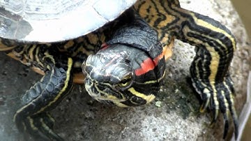 Red-eared Slider (Trachemys scripta elegans) / Outdoor terrarium - Animalia Kingdom Show