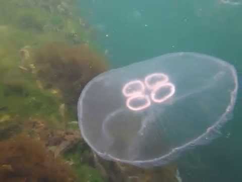 Moon jellyfish | The Wildlife Trusts