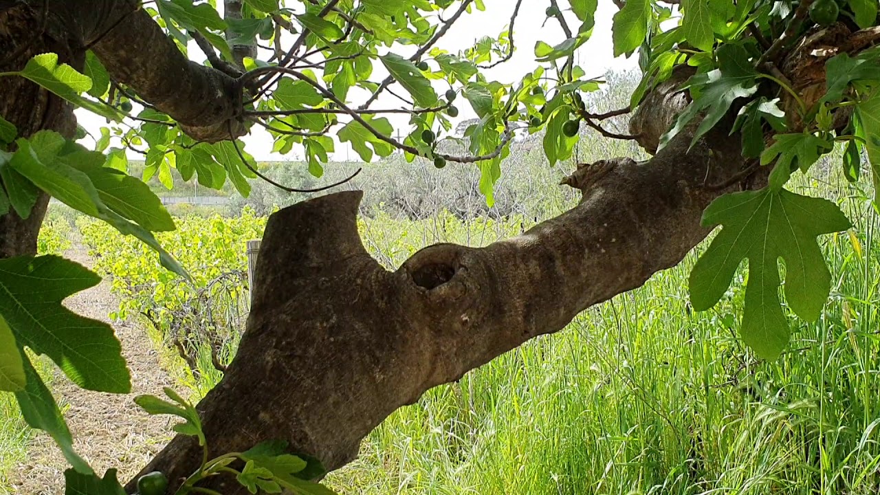 Bird Sounds 🎧 Keep Calm and Listen to the Nature