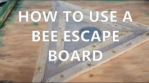 How To Use a Bee Escape Board (Sept 21, 2016)