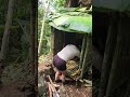 Build a shelter inside an old tree stump.| Giàng Vẩu