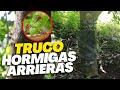 TRUCO de NUESTROS ABUELOS Para EVITAR QUE SE SUBAN LAS HORMIGAS ARRIERAS A LOS ARBOLES FRUTALES