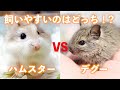 【デグーとハムスター】飼いやすいのはどっち！？仁義なき13本勝負