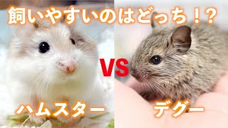 【デグーとハムスター】飼いやすいのはどっち！？仁義なき13本勝負