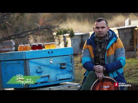 #არტიშოკი ურბანული მეფუტკრეობა