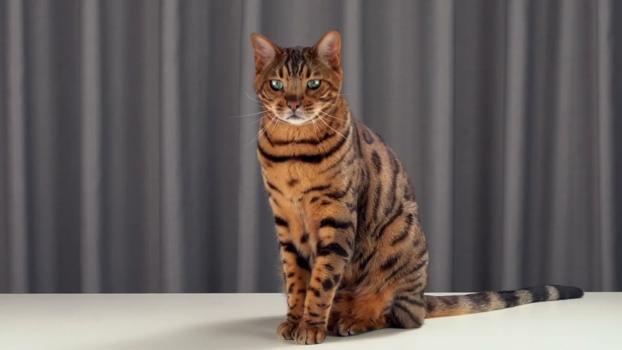 Обзор таблеток от глистов для кошек | Гельмимакс 2 для кошек и котят | Апиценна