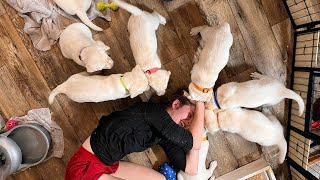 College Pup Makes a Final Visit to Cute and Playful Labrador puppies SO CUTE! #labrador #puppies by HighDesertLabradors 1,777 views 2 weeks ago 8 minutes, 53 seconds