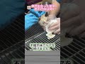 路上で助けた子猫、洗ってみたら…君の正体は何!?