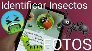 🐞 Como IDENTIFICAR INSECTOS por FOTOS con PICTURE INSECT FÁCIL y RÁPIDO screenshot 3