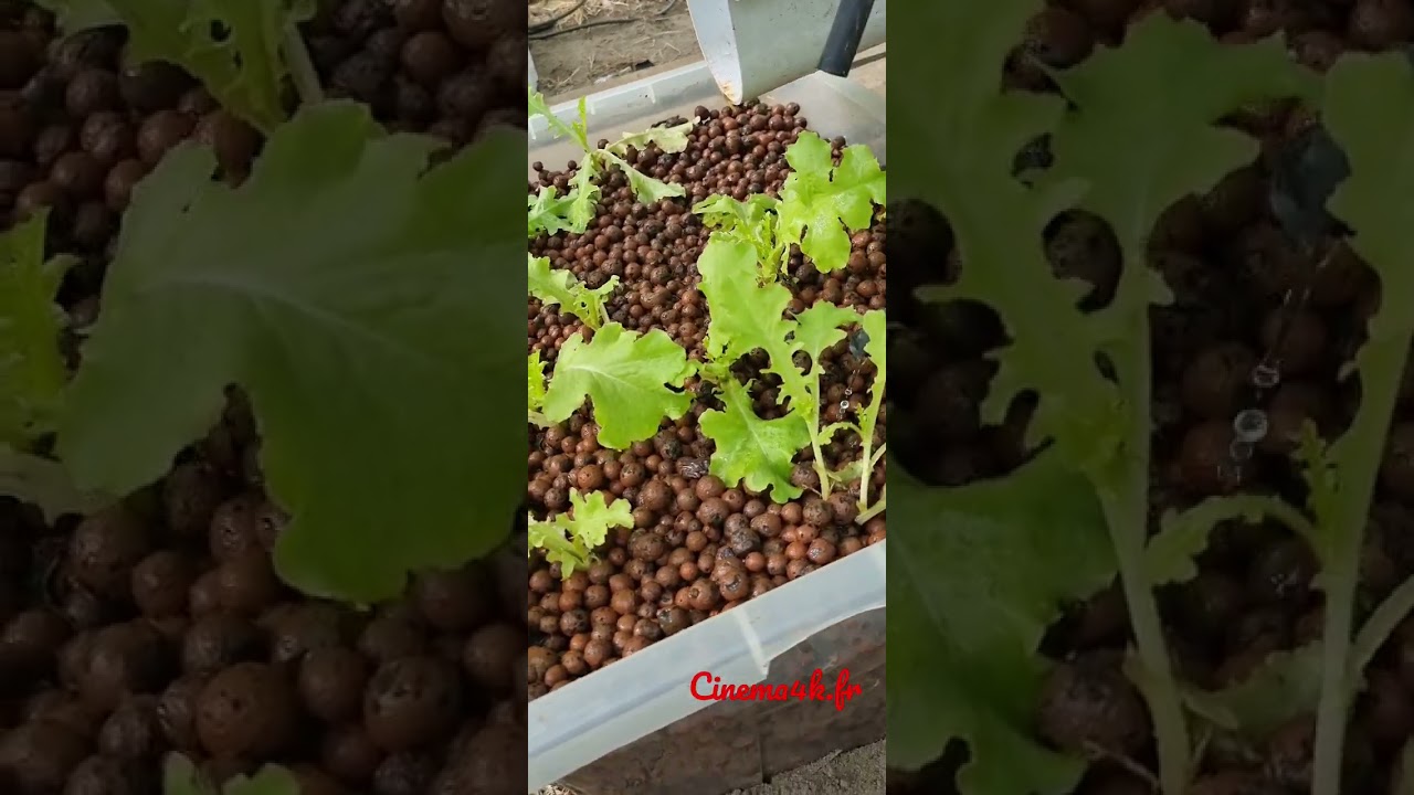 Table a maree hydroponie 2022