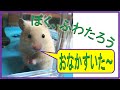 「ふわたろう」のゴハン ： キンクマハムスター