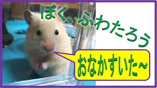 「ふわたろう」のゴハン ： キンクマハムスター