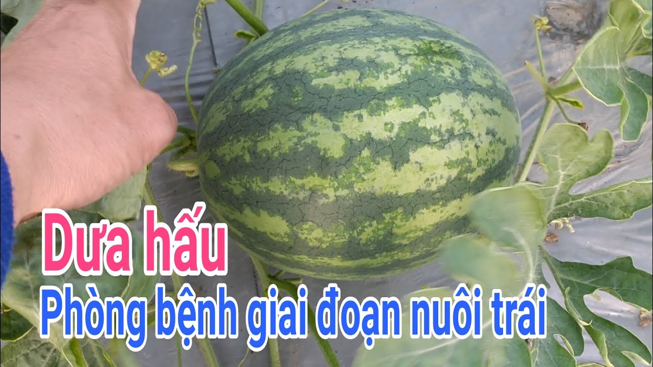 Cách trồng dưa hấu: P20-Phòng trừ bệnh dưa hấu giai đoạn nuôi trái