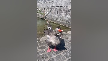 ما تيسر من سورة طه ابو موسى الجزائري