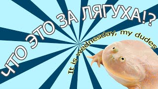 Что значит мем this is wednesday, my dudes?