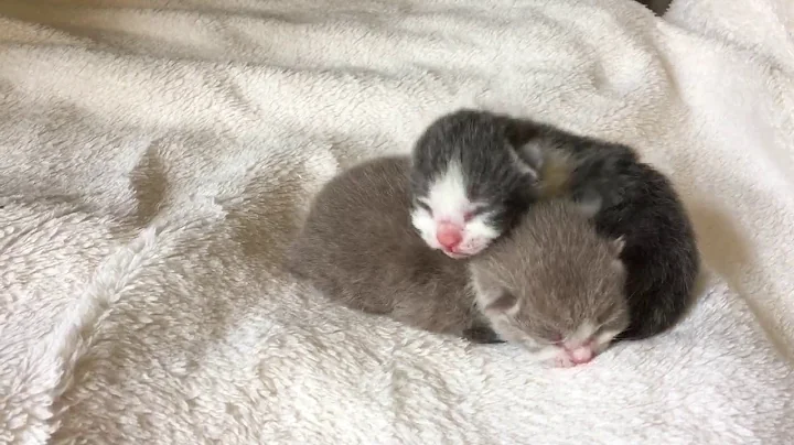 Watch the video about Baby British Shorthairs 1 day old