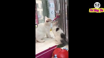 Những khoảng khắc đáng yêu và hài hước của thú cưng - P54